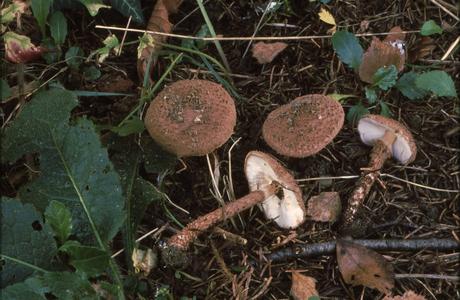 Kakaobrauner Stachelschirmling (Echinoderma calcicola) - © Helmut Pidlich-Aigner